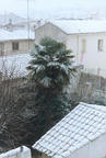 Un palmier sous la neige, 40Ko