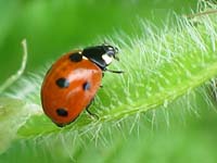 bouton chanson